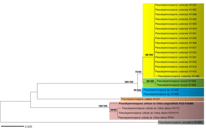 Fig. 2. Minimum evolution tree of Pseudoperonospora species using a combined alignment of internal transcribed spacer (ITS)  rDNA and cox2 mtDNA sequences