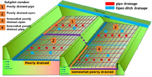 Fig. 2. Layout of drainage systems and measuring points of soil water content and groundwater level at each plot