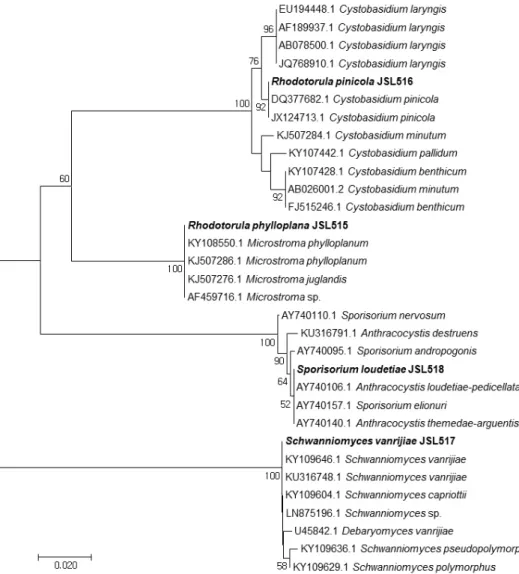 Fig. 2. Phylogenetic tree of rare yeasts isolated from Chilgapsan Mountain based on the  nucleotide sequences of large subunit 26S ribosomal DNA D1/D2 region