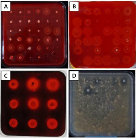 Fig. 3. Enzymatic activation of separated selected microorganism by rice straw composting  process