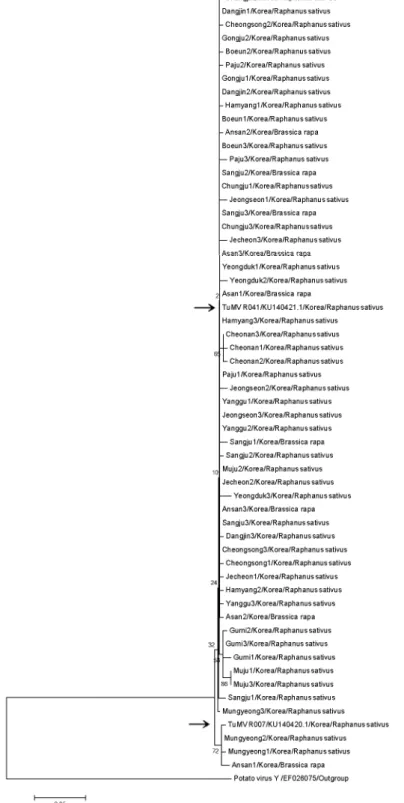 Fig. 3. Phylogenetic tree of coat protein (CP) amino acid sequence of Turnip mosaic virus isolated from R