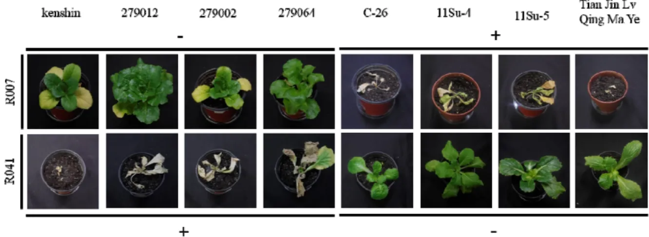 Fig. 4. Different symptoms in B. rapa L. ssp lines after inoculation of TuMV isolates R007 and R041  (+, -: Result of PCR diagnosis).