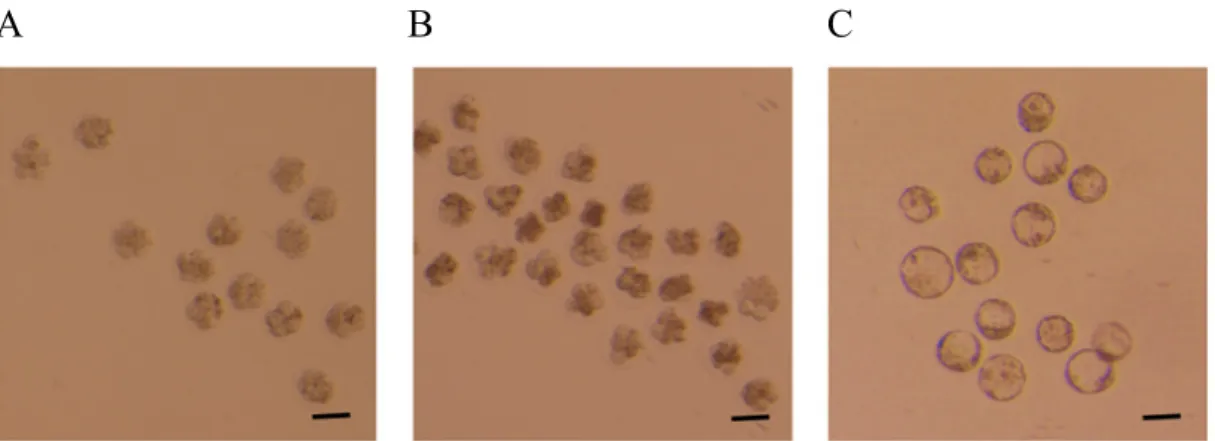 Fig. 1. Morphology of mouse embryos in vitrification process. A: Normal thawed mouse embryos with normal blastomeres  and intact zona pellucida after vitrification