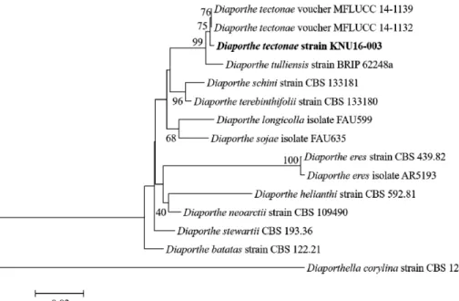Fig. 2. Neighbor-joining tree of the members of the genus Diaporthe  based on a combined  alignment of internal transcribed spacer region,  β-tubulin gene and elongation factor 1-α gene  sequences