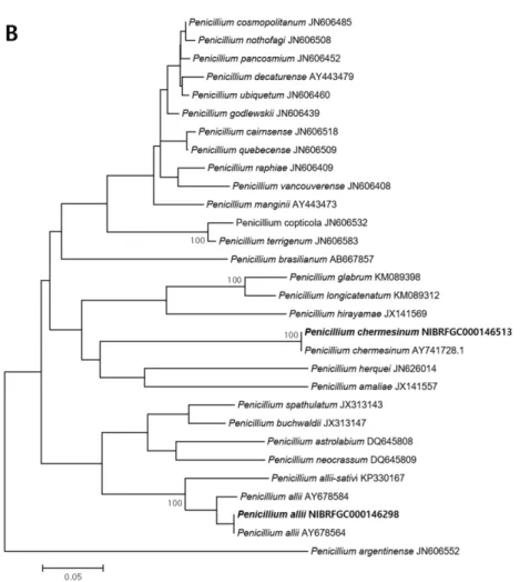 Fig. 4. Phylogenic relationships of the five fungal isolates inferred by the neighbor joining analysis based on the internal trans- trans-cribed spacer rDNA (A) or the calmodulin gene (B) sequences