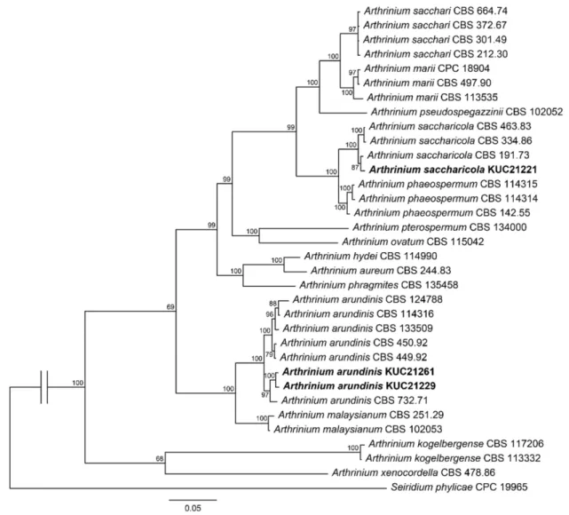 Fig. 2. The 50% majority-rule consensus tree which contains 34 taxa and 1,153 characters obtained from the Bayesian analysis based on combined translation elongation factor 1-α (EF1), and β-tubulin (TUB) sequence alignment