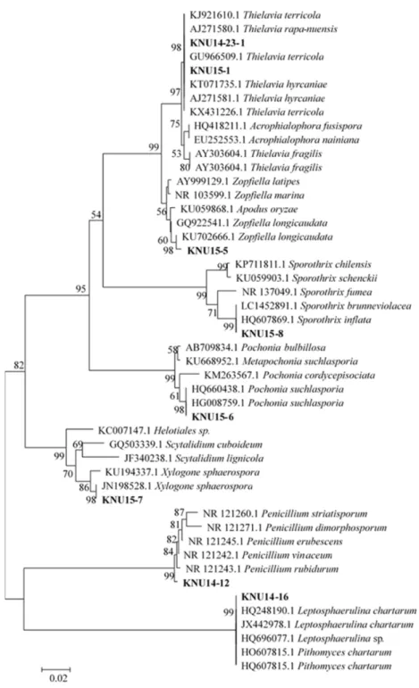 Fig. 18. Neighbor-joining phylogenetic analysis of the partial 18S-ITS1-5.8S-ITS2-28S rDNA region of (KNU14-23-1), (KNU15- (KNU15-1), (KNU15-5), (KNU15-6), (KNU15-7), (KNU15-8), (KNU14-16) and (KNU14-23-1) obtained from crop field soil in Korea.