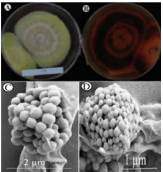 Fig. 2. Morphological characters of Acremonium zonatum (KNU14-15) grown for 7 days on potato dextrose agar