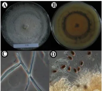 Fig. 6. Morphological characters of Leptosphaerulina chartarum (KNU14-16)  grown for 7 days on potato dextrose agar