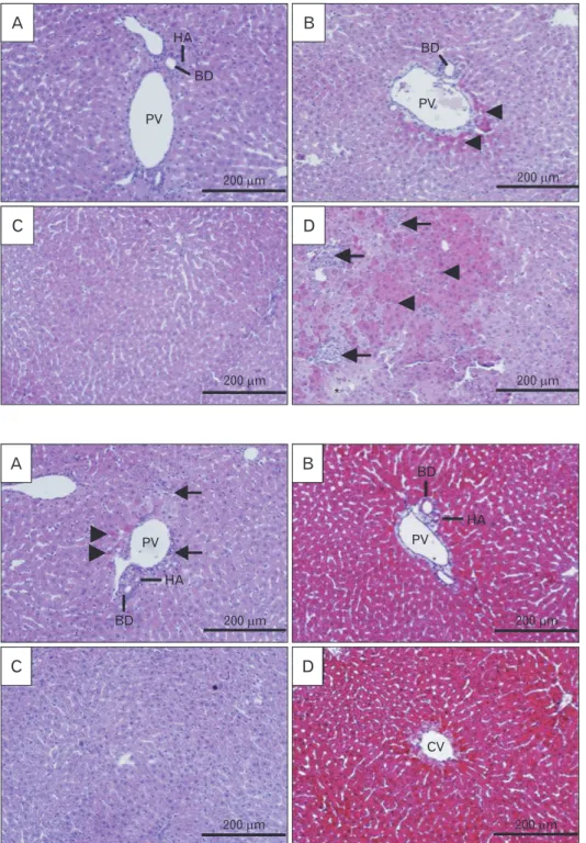 Fig. 3. Histological alterations of liver  following formaldehyde (FA) admin­