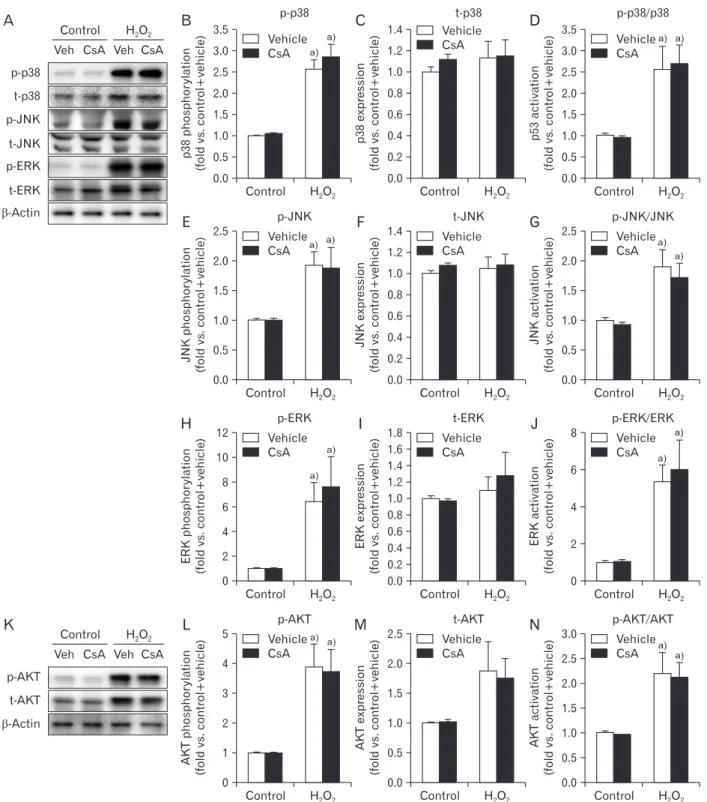 Fig. 3. Cyclosporin A (CsA) does not alter activations of mitogen­activated protein kinases and protein kinase B (AKT) after H 2 O 2  injury in  human kidney proximal tubule epithelial cells