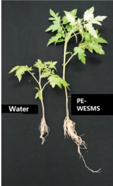 Table 2. Growth promotion of tomato plants treated with water extract from spent mushroom substrate