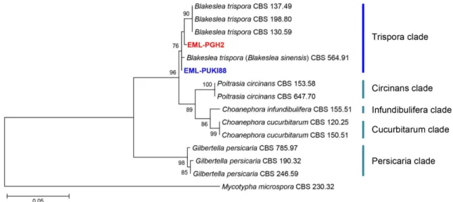 Table 1. Morphological characteristics of EML-PUKI88 and the reference species, Blakeslea trispora on malt extract agar medium