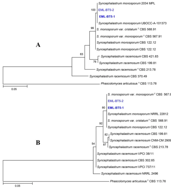 Fig. 1.  Phylogenetic  tree of  EML-BT5-1  and  EML-BT5-2  based  on  a  maximum  likelihood  analysis  of  internal  transcribed  spacer (A) and 28S (B) rDNA sequences
