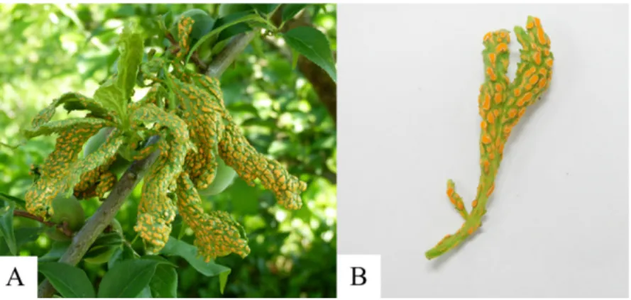 Fig. 2. Macroscopic and microscopic feature of Caeoma makinoi. A, structure of spermogonium under stereo microscope; B, C, aeciospores under light microscope and scanning electron microscope; D, ornamentation of aeciospore (scale bars: B, C = 10 μm, D = 1 