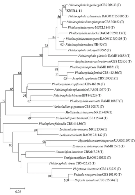 Fig. 2. Phylogenetic analysis based on the neighbor-joining method using the partial 18S-ITS1-5.8S-ITS2-28S rDNA region of Phialocephala lagerbergii KNU 14-11 isolate obtained from the crop field soil in Korea