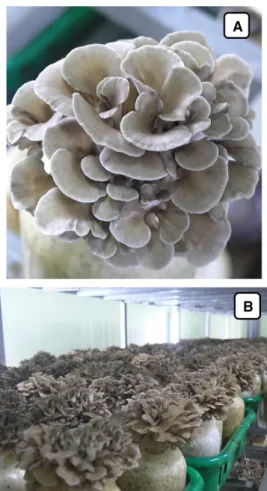 Table 1. The substrate formulation supplemented with various combinations of selected nutrients of Grifola frondosa (volume/