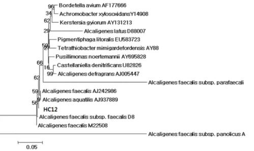 Fig. 2. Phylogenetic tree of HC12 based on 16S rRNA sequence similarity. Branching values determined using 1,000 bootstraps.