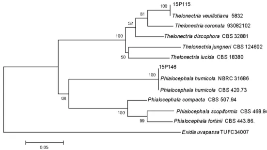 Fig. 1. Neighbor-joining tree of Thelonectria veuillotiana and Phialocephala humicola isolates based on a combined alignment of internal transcribed spacer and large subunit sequence of ribosomal DNA
