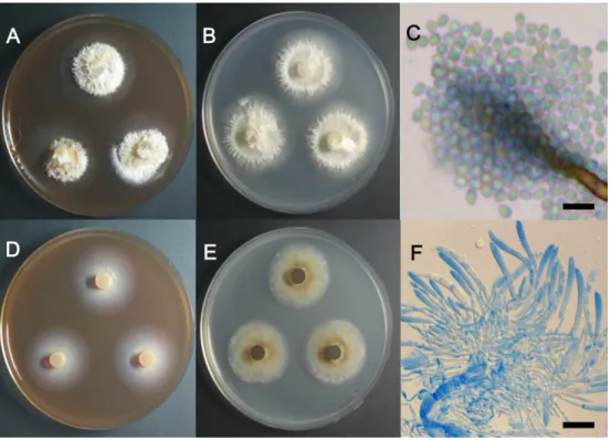 Fig. 2.  Colonies  of  strain  15P115  (Thelonectria veuillotiana) grown on malt extract agar (MEA) (A) and potato dextrose agar (PDA) (B) at 25 o C for 7 days, conidia (C); Colonies of strain 15P146 (Phialocephala humicola) grown on MEA (D) and PDA (E) at