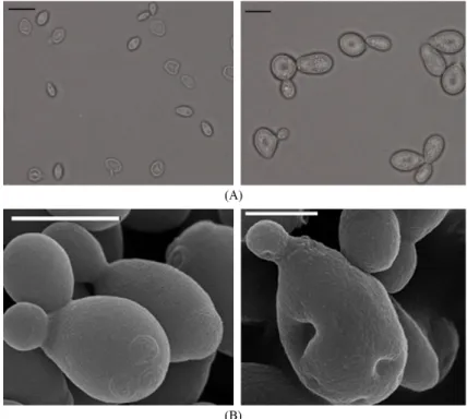 Fig. 2 shows features of Pichia  silvicola UL6-1 and Spo- Spo-robolomyces  carnicolor 402-JB-1, during different media and cultural conditions, identified by optical microscopy and electron scanning microscopy (SEM)