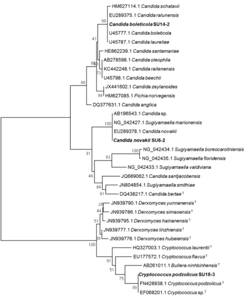 Fig. 2. Phylogenetic tree of the Candida boleticola SU14-2,  Candida novakii SU6-2,  Cryptococcus podzolicus SU18-3  based on the nucleotide sequences of large subunit 26S ribosomal DNA