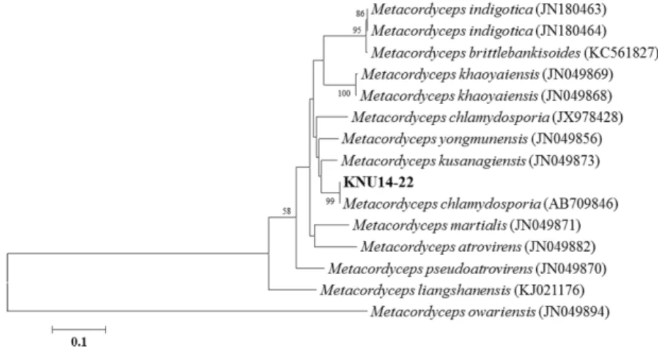 Fig. 2. Neighbor-joining tree of the partial 18S, ITS1-5.8S-ITS2 and partial 28S rDNA sequence of Metacordyceps chlamydo- chlamydo-sporia KNU14-22