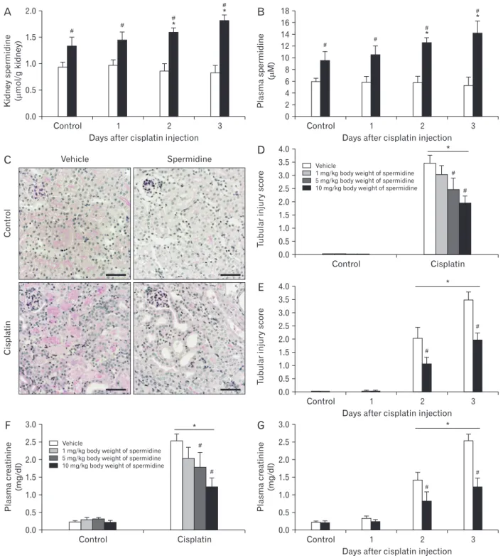 Fig. 1. Exogenous spermidine reduces kidney dysfunction and tubular damage during cisplatin nephrotoxicity
