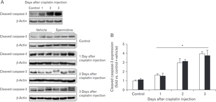 Fig. 2. Exogenous spermidine does not alter cleaved caspase­3 expression during cisplatin nephrotoxicity