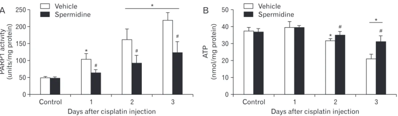Fig. 4. Exogenous spermidine attenuates poly(ADP­ribose) polymerase 1 (PARP1) activation and ATP depletion during cisplatin nephrotoxicity