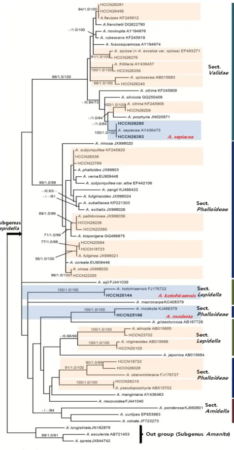 Fig. 1.  Phylogenetic  tree  inferred  from  maximum  likelihood  (ML)  analysis  based  on  internal  transcribed  spacer  (ITS)  sequences.