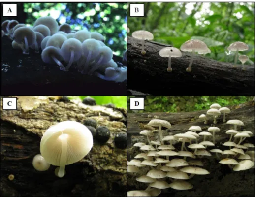 Fig. 1. Morphological features of Mycena yangsupensiae. Fruit bodies: A, HCCN 09029; B, HCCN 22497; C, HCCN24679; D, HCCN25873.