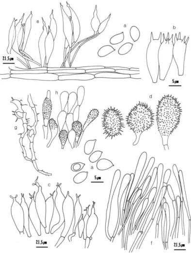 Fig. 2. Microscopic structures of Mycena yangsupensis. a, Spores (×100); b, Basidia (×100); c, Chilocystidia (×40); d, Pileocystidia (×40); e, Stipitipellis (×40); f, Pileipellis (×40); g, Diverticulate hyphae (×40); h, Hyphae on the cap surface (×40).