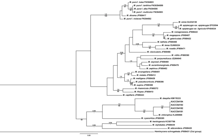Fig. 4. Phylogenetic tree inferred from Bayesian inference (BI) and maximum likelihood (ML) analyses based on internal transcribed spacer sequences