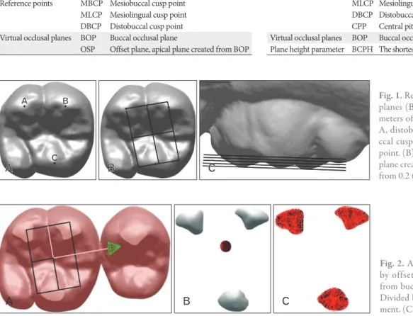 Fig. 2. Area and volume measurement  by offset plane, apical plane created  from buccal occlusal plane (OSP)