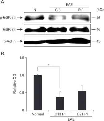 Fig. 1. Western blot analysis of phosphorylated glycogen synthase  kinase-3β (p-GSK-3β) and total GSK-3β ex pres sion in the spinal cords  of rats with experimental autoimmune ence phalomyelitis (EAE)