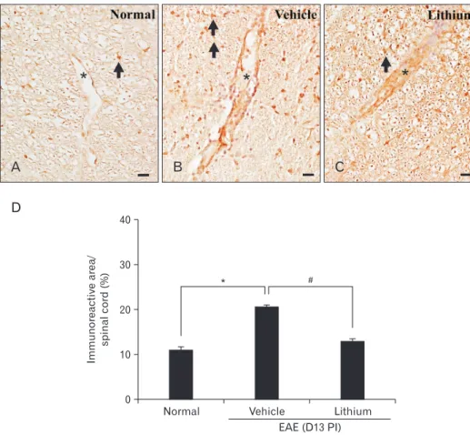 Fig. 7. Immunohistochemical detection  of vascular cell adhesion molecule 1  (VCAM-1) in the spinal cords of  nor-mal control (A), vehicle-treated (B), and  lithium-treated (C) rats
