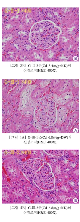 [그림  3B] G-Ⅱ-2군(Cd 3.4㎍/g+KD)의  신장조직 (H&amp;E 400X). [그림  4A] G-Ⅲ-1군(Cd 6.8㎍/g+DW)의  신장조직 (H&amp;E 400X)