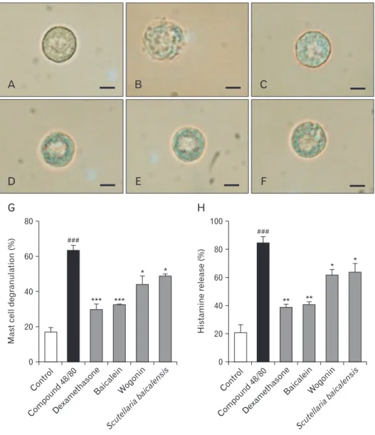 Fig. 6. Effect of baicalein, wogonin, and  Scutellaria baicalensis ethanol extract  on rat mast cell degranulation and  his-ta mine release from rat peritoneal mast  cells (RPMCs)