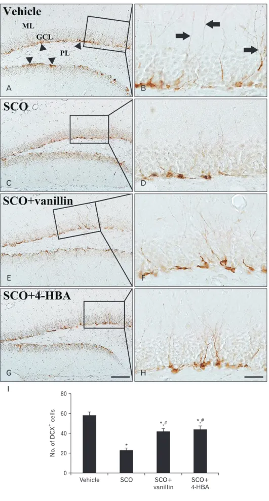 Fig. 3. Immunohistochemistry for  double cor tin (DCX) in the den tate  gyrus of the vehicle (A, B), sco pola mine  (SCO) (C, D), SCO+vanillin (E, F), and  SCO+4-hydro xy benzyl  alcohol  (4-HBA)  (G, H) groups