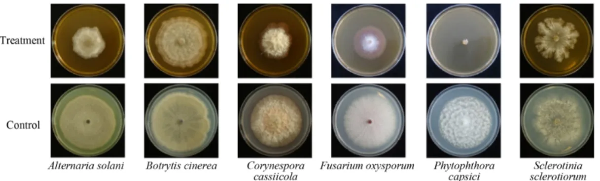 Table 1. Antifungal activity of water extract of spent mush- mush-room substrate of Hericium erinaceus on fungal pathogens of tomato