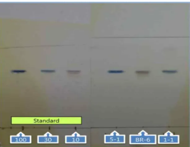 Fig.  2.  TLC  analysis  of  IAA  produced  from  the  selected  strains.  Concentration  of  IAA  standard:  10,  30  and  100  mg  L -1 