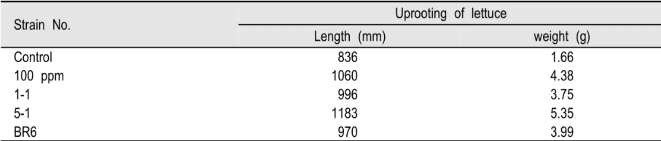Table  3.  Growth  effect  on  lettuce  infected  with  auxin-producing  bacteria  in  seed  pot  culture.