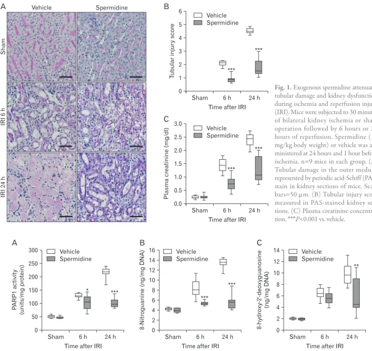 Fig. 1. Exogenous spermidine attenuates  tu bular damage and kidney dysfunction  dur ing ischemia and reperfusion injury  (IRI)