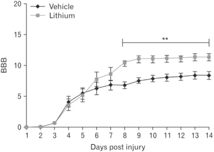 Fig. 2. Histological profiles of the spinal  cords of vehicle-treated (A, C) and  lithium- treated groups (B, D) 4 days  post-injury