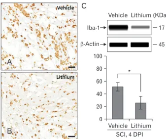 Fig. 4. Western blotting to detect glycogen synthase kinase (GSK)-3β  in rats with spinal cord injury (SCI)