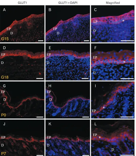 Fig. 1. Glucose transporter (GLUT)  1 immunoreactivity (IR) at gestational  day (G) 15, G18, postnatal day (P) 0  and P7