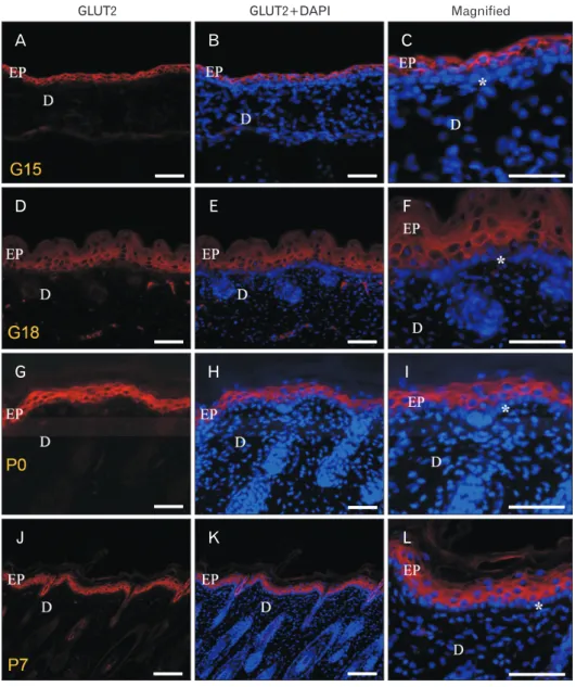 Fig. 2. Glucose transporter (GLUT)  2 immunoreactivity (IR) at gestational  day (G) 15, G18, postnatal day (P) 0  and P7