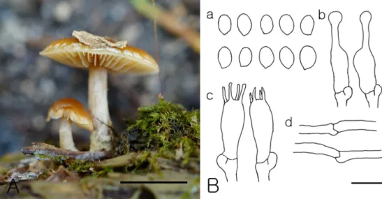 Fig. 1.  Galerina sideroides. A, Basidiocarps; B, Microscopic features; a, basidiospores; b, cheliocystidia; c, basidia; d, generative hyphae (scale bars: A = 1 cm , B = 10 µm).