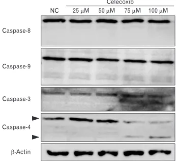 Fig. 4. Western blot for caspase-3, 4, 8, and 9 in celecoxib-treated A549. 